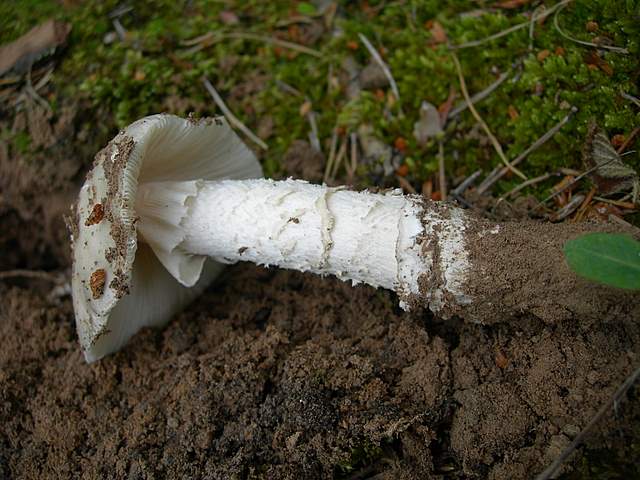Amanita spec. Cod.: 8509-08
